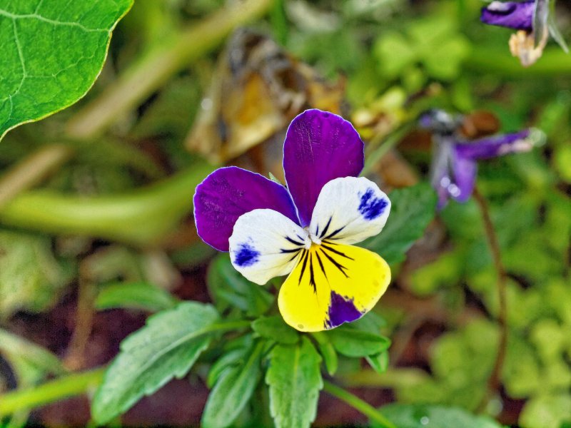 Viola arvensis Murr