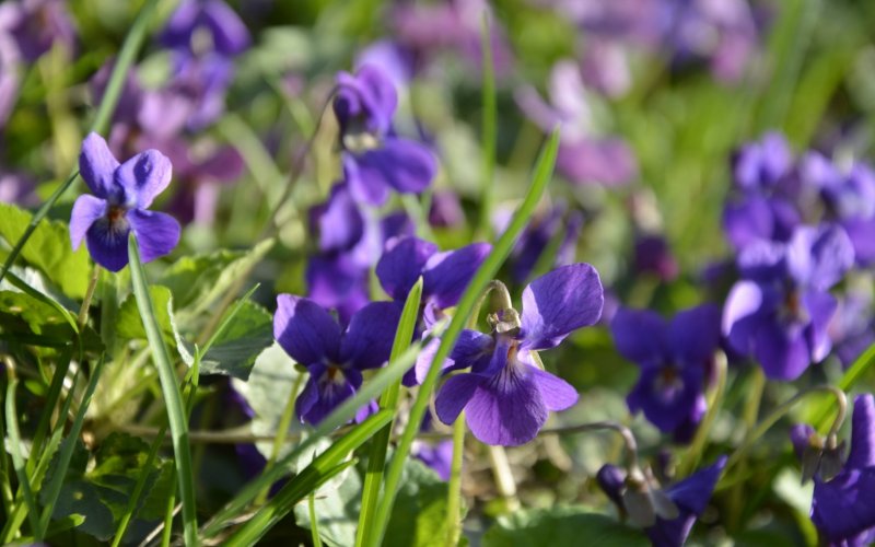 Viola tricoloris (фиалка трёхцветная)