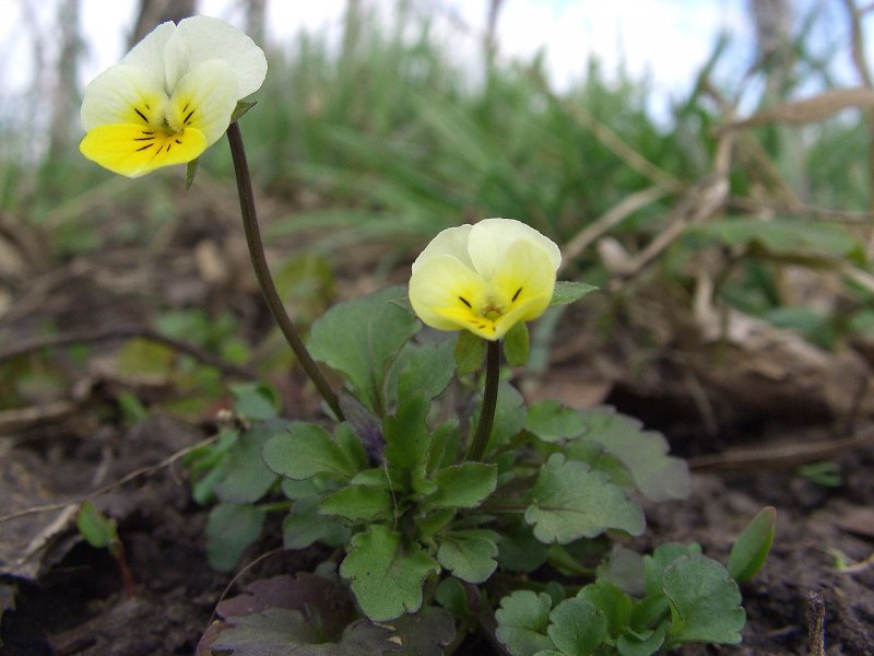 Анютины глазки (Viola Tricolor)