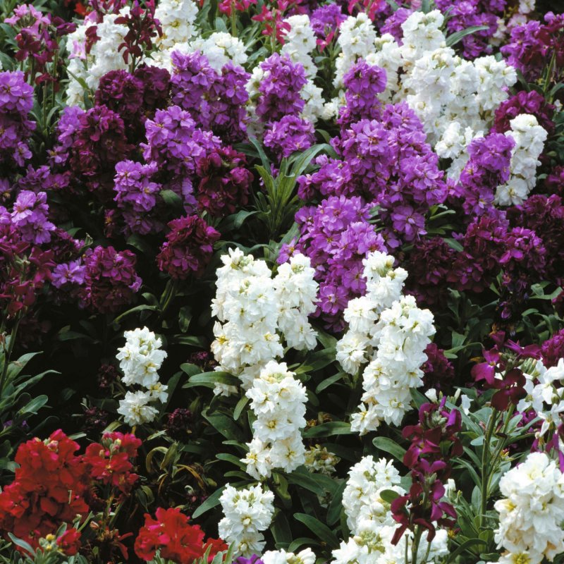 Левкой (Matthiola)