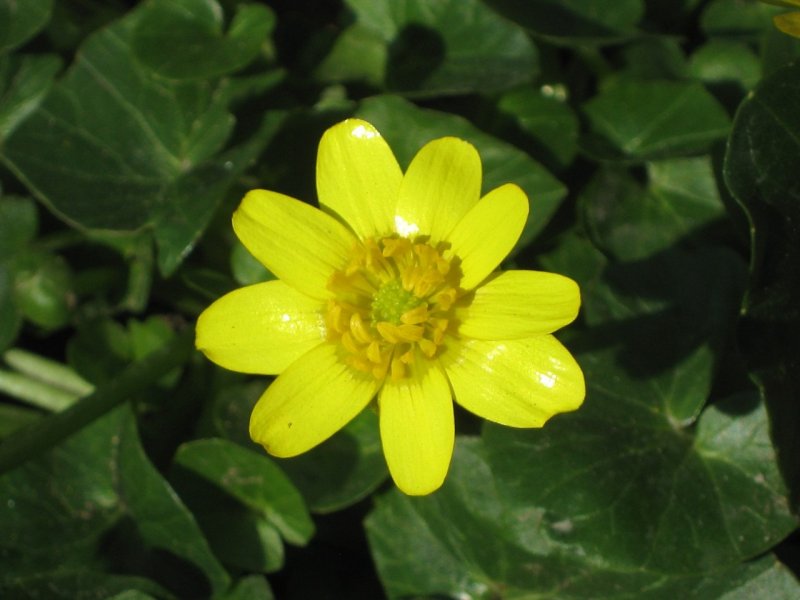 Чистяк весенний (Ranunculus ficaria)