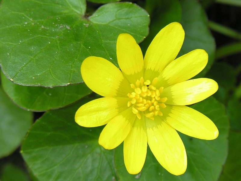 Чистяк весенний (Ranunculus ficaria)