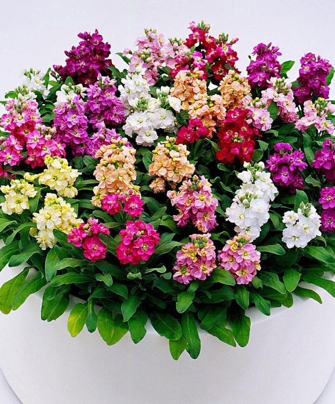 Левкой (Matthiola)