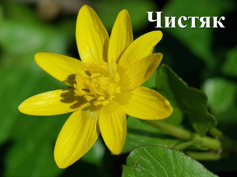Чистяк весенний