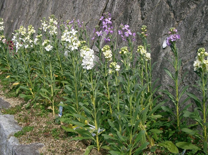 Левкой (Matthiola)