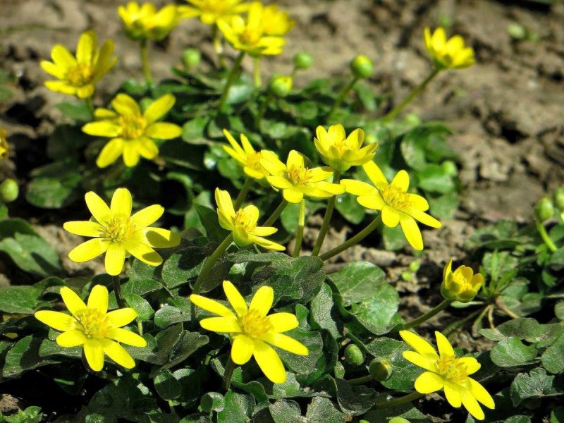 Чистяк весенний (Ranunculus ficaria)