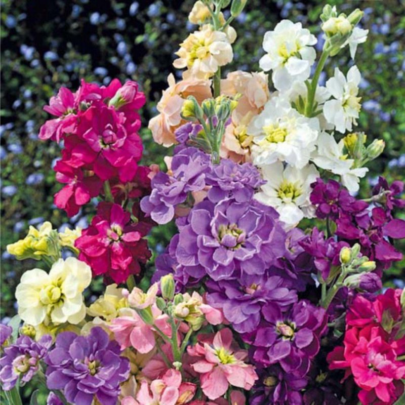 Левкой (Matthiola)