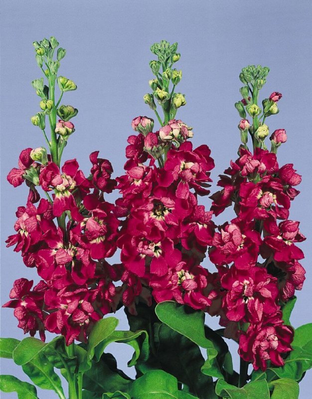 Левкой (Matthiola)