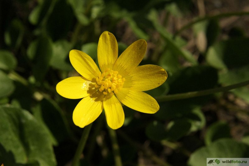 Чистяк весенний (Ranunculus ficaria)