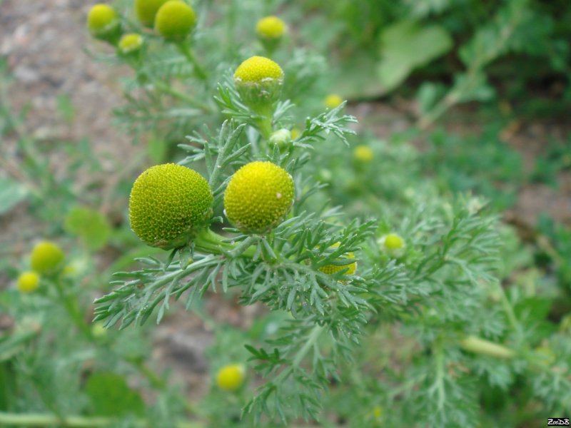 Matricaria matricarioides – Ромашка пахучая