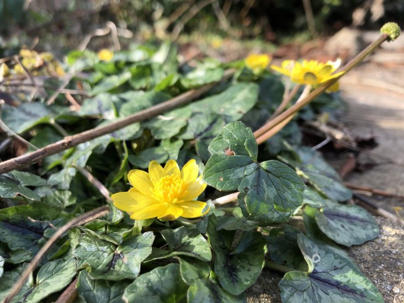 Lesser celandine