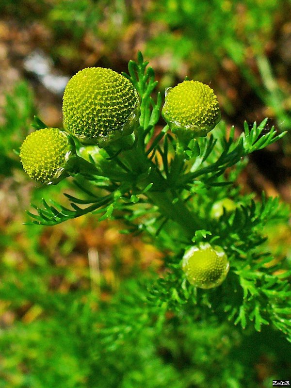 Matricaria matricarioides – Ромашка пахучая