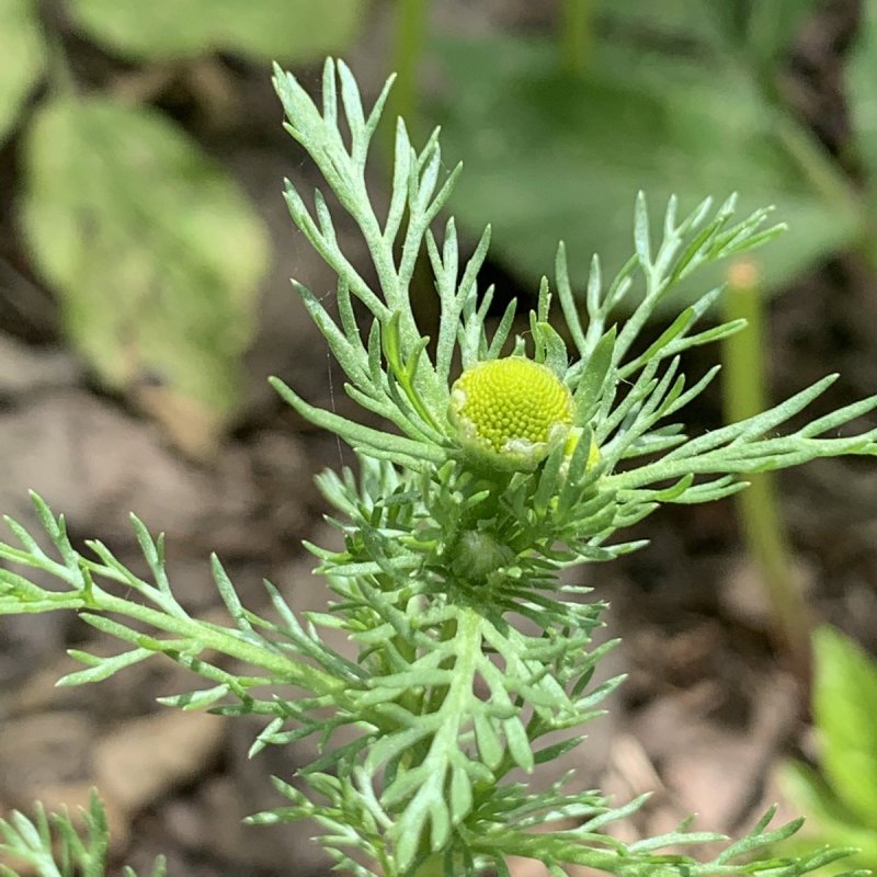Matricaria matricarioides – Ромашка пахучая