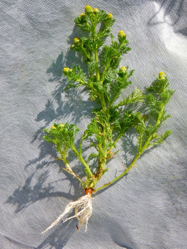 Lepidotheca suaveolens