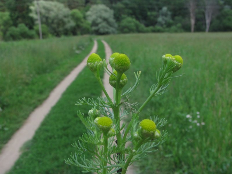 Ромашка безъязычковая (Chamomilla suaveolens). Ромашка душистая
