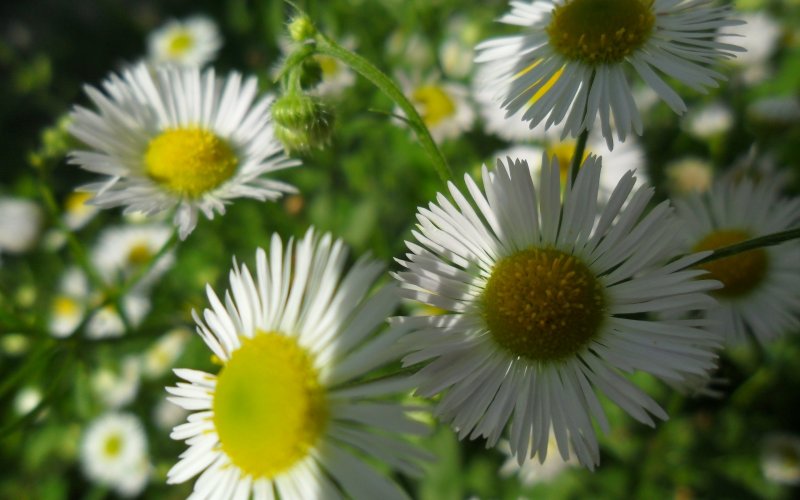 Matricaria tchihatchewii