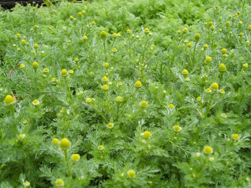 Matricaria matricarioides – Ромашка пахучая