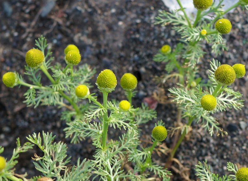 Matricaria matricarioides – Ромашка пахучая