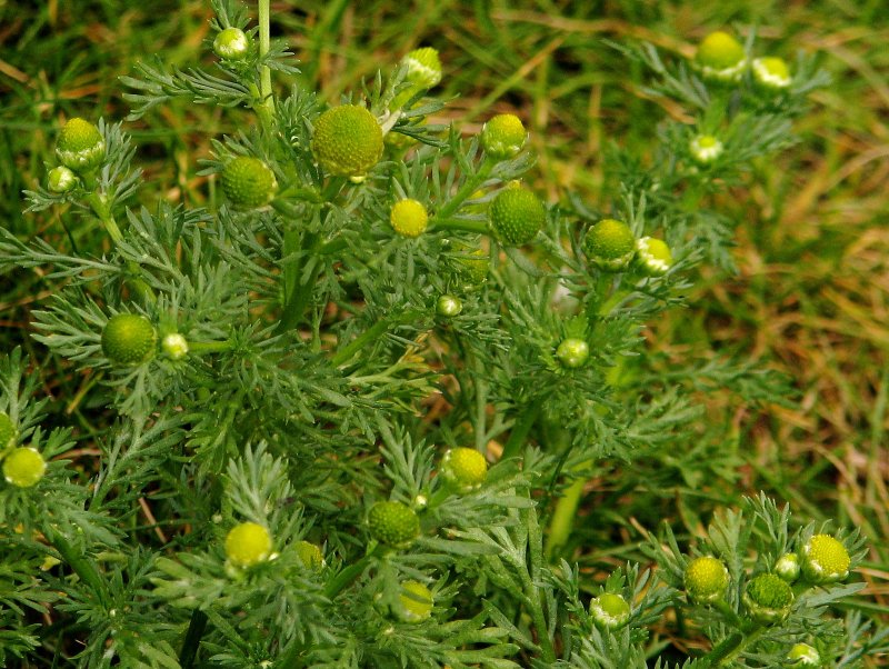 Matricaria matricarioides – Ромашка пахучая