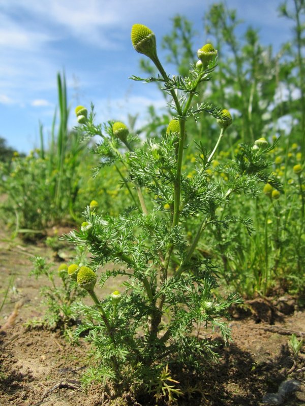 Matricaria matricarioides – Ромашка пахучая