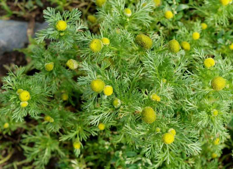 Ромашка безъязычковая Matricaria discoidea