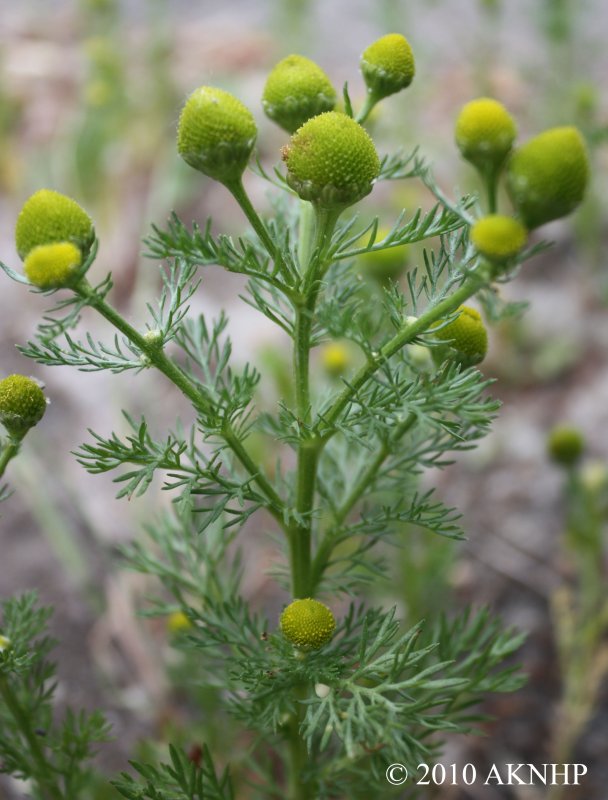 Matricaria matricarioides – Ромашка пахучая