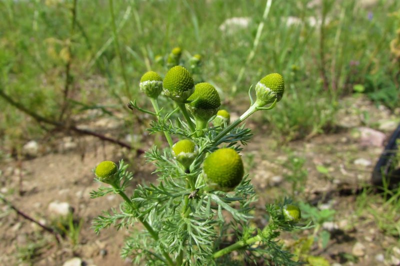 Matricaria discoidea