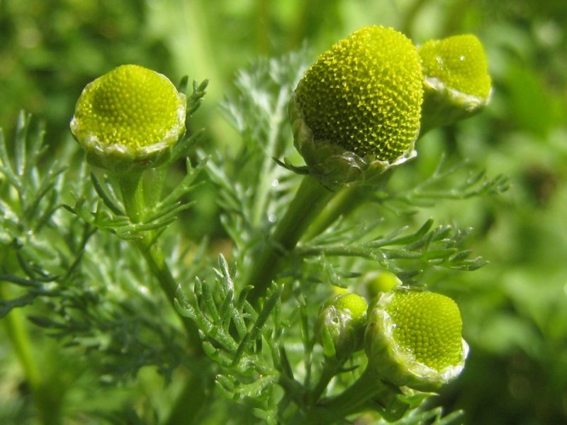 Matricaria matricarioides – Ромашка пахучая
