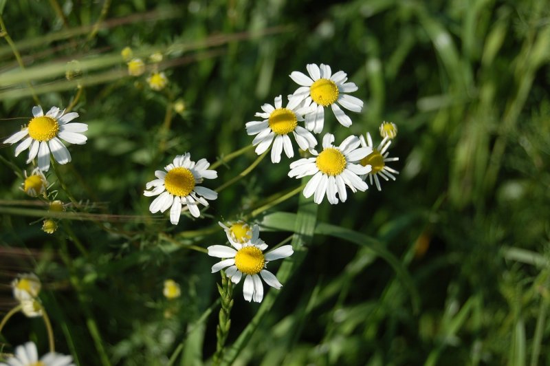 Matricaria Chamomilla