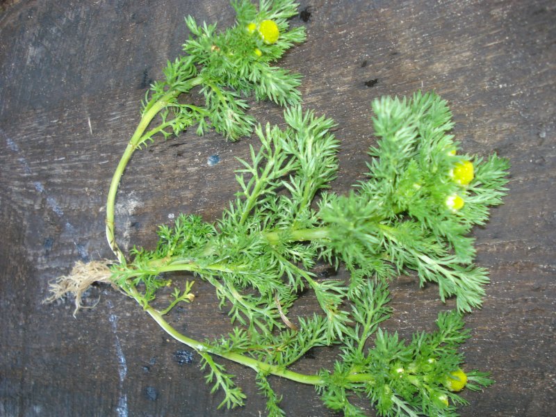Matricaria matricarioides – Ромашка пахучая