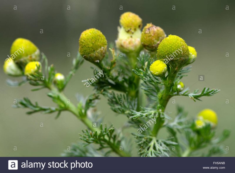 Matricaria Chamomilla l.