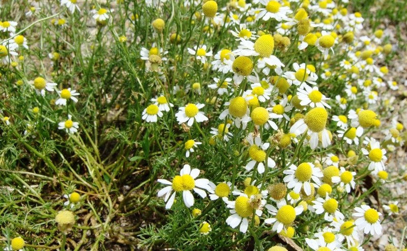 Tripleurospermum inodorum