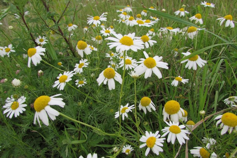 Matricaria discoidea