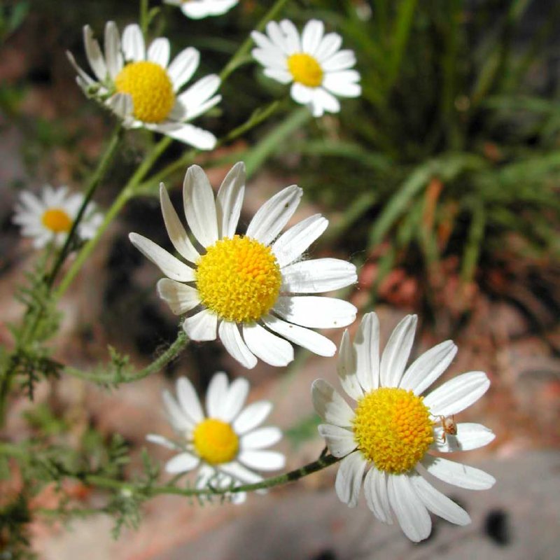 Matricaria recutita