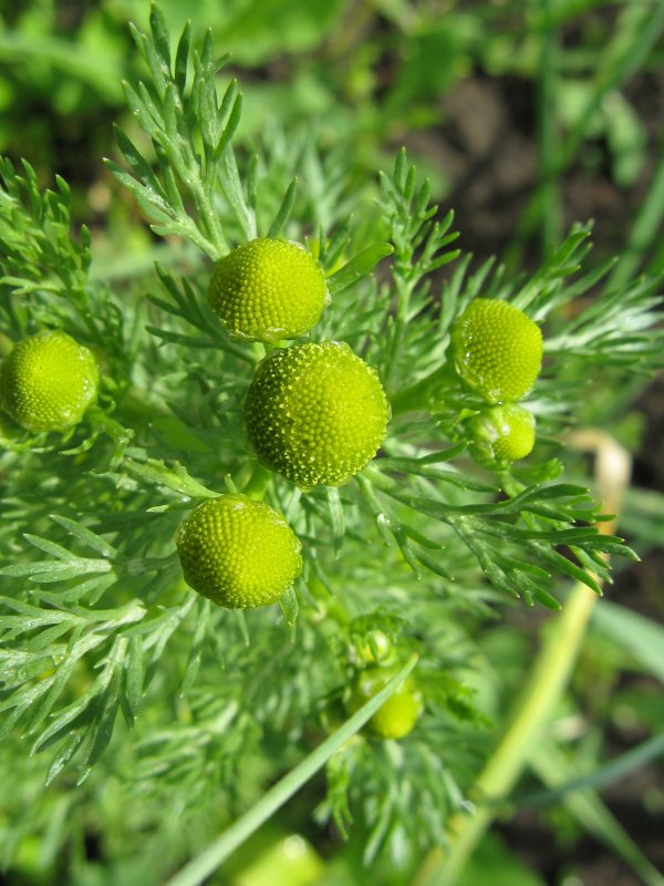 Matricaria recutita
