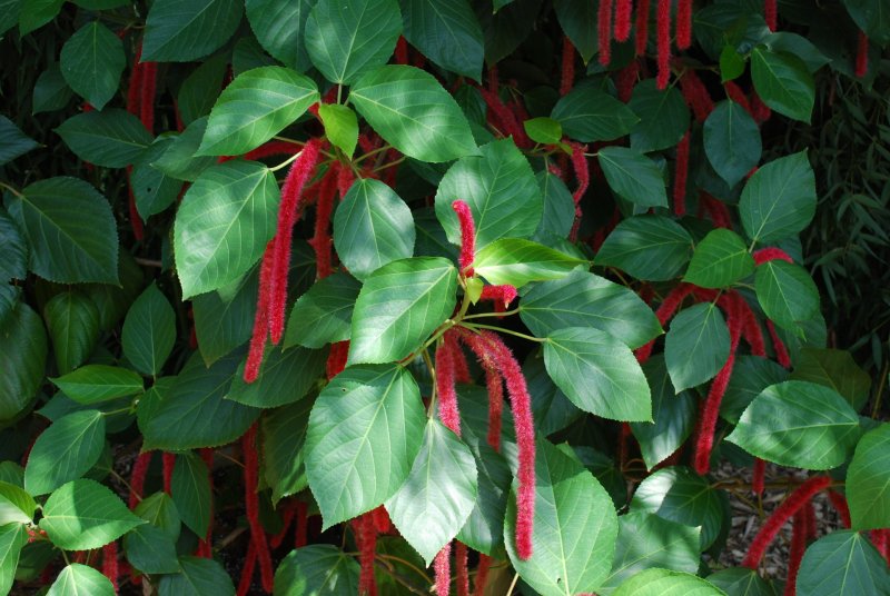 Чумиза (Setaria Italica)