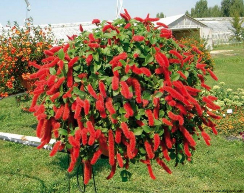 Растение акалифа