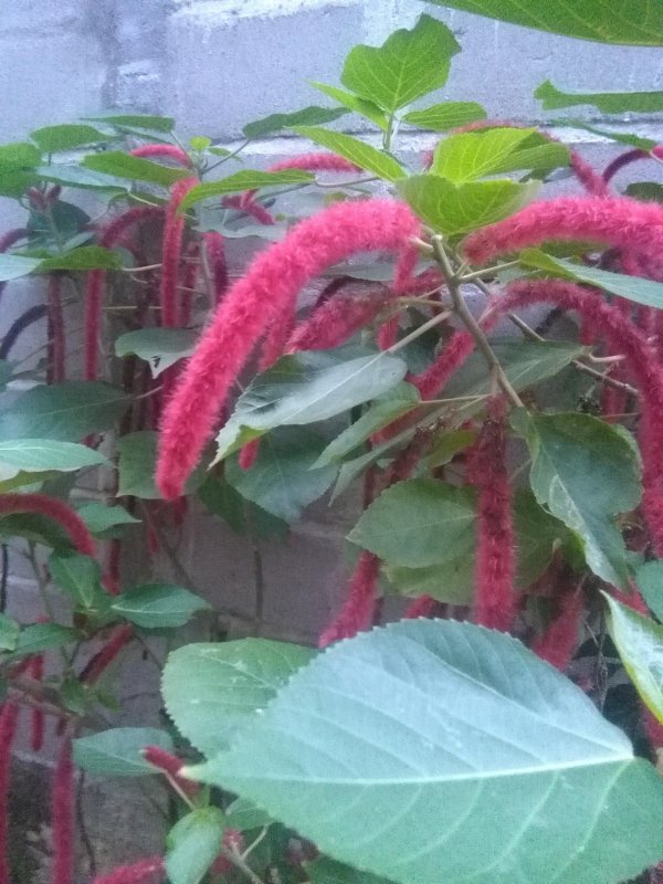 Акалифа Южная (Acalypha Australis