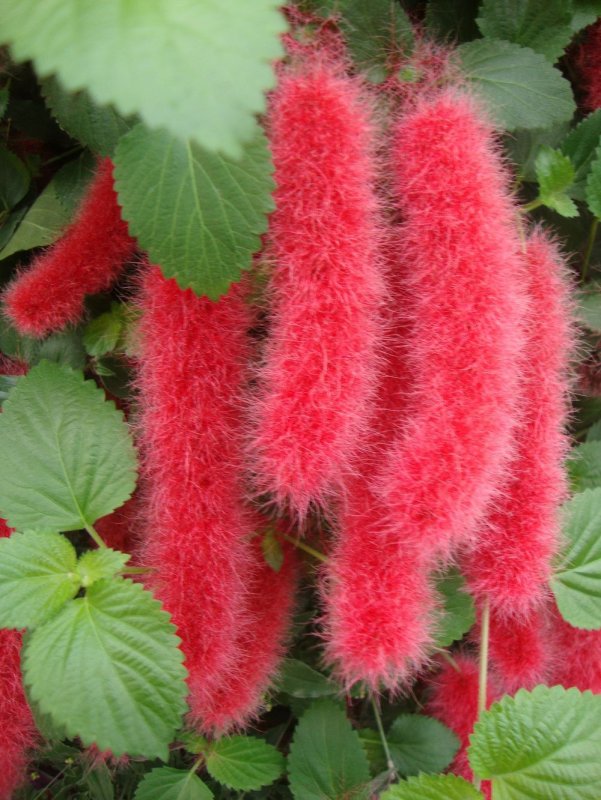 Молочай акалифа (Acalypha)