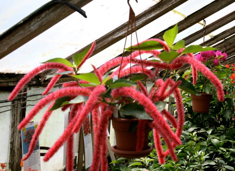 Pennisetum advena rubrum