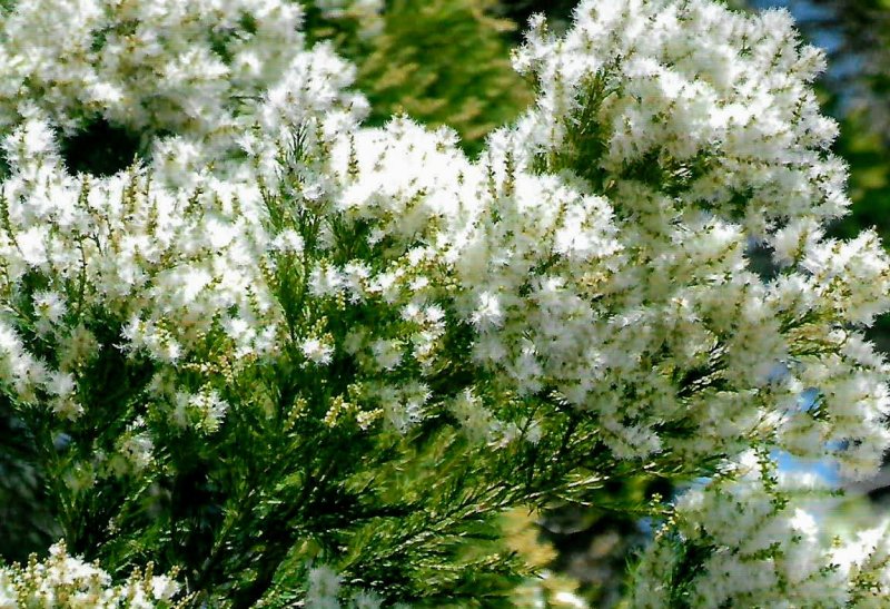 Melaleuca alternifolia