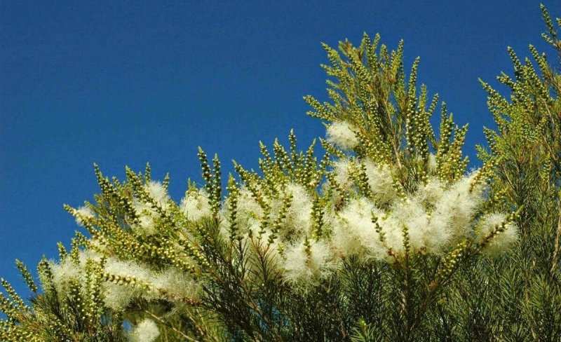 Camellia sinensis Oil