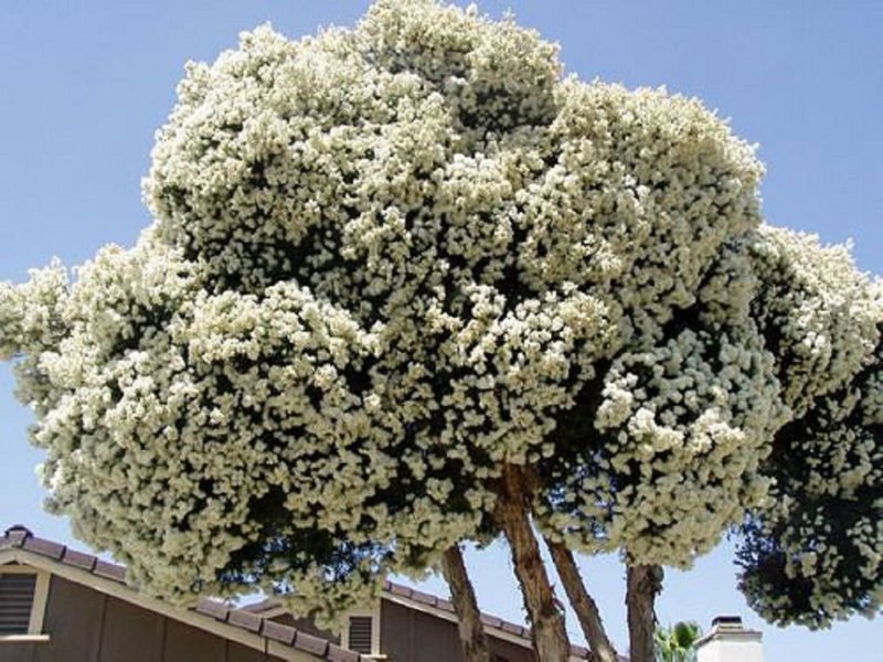 Melaleuca alternifolia дерево