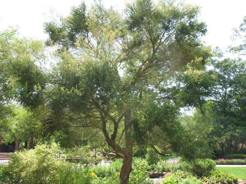 Melaleuca чайное дерево