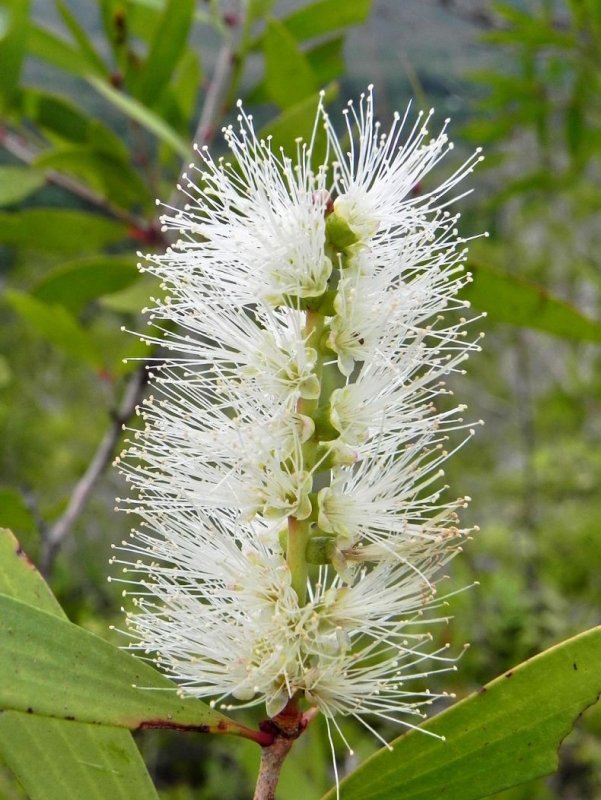 Camellia sinensis