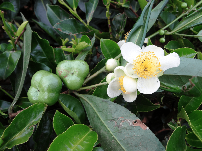 Lemon Scented Tea Tree