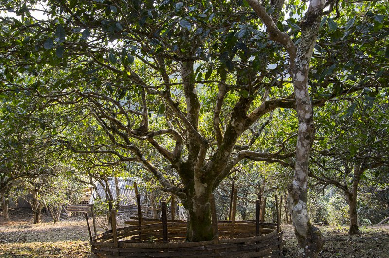Melaleuca cajuputi