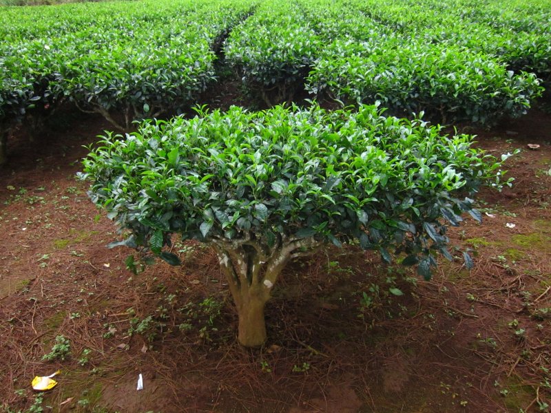 Камелия sinensis
