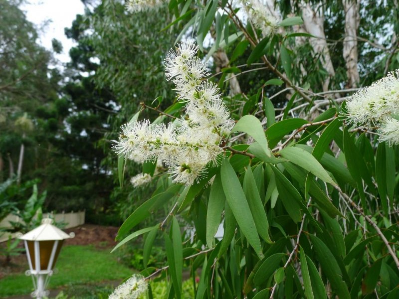 Melaleuca чайное дерево