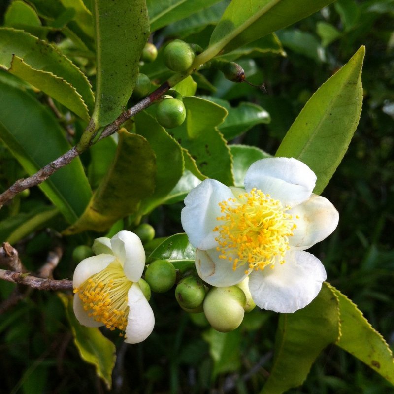 Эфирное масло Tea Tree